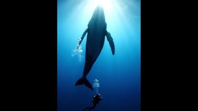 师徒双修嗯啊肉H - 深蓝星球：探索海洋深处的未知世界